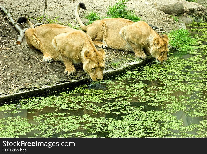 Lionesses sitting on the waterfront and drinking. Lionesses sitting on the waterfront and drinking