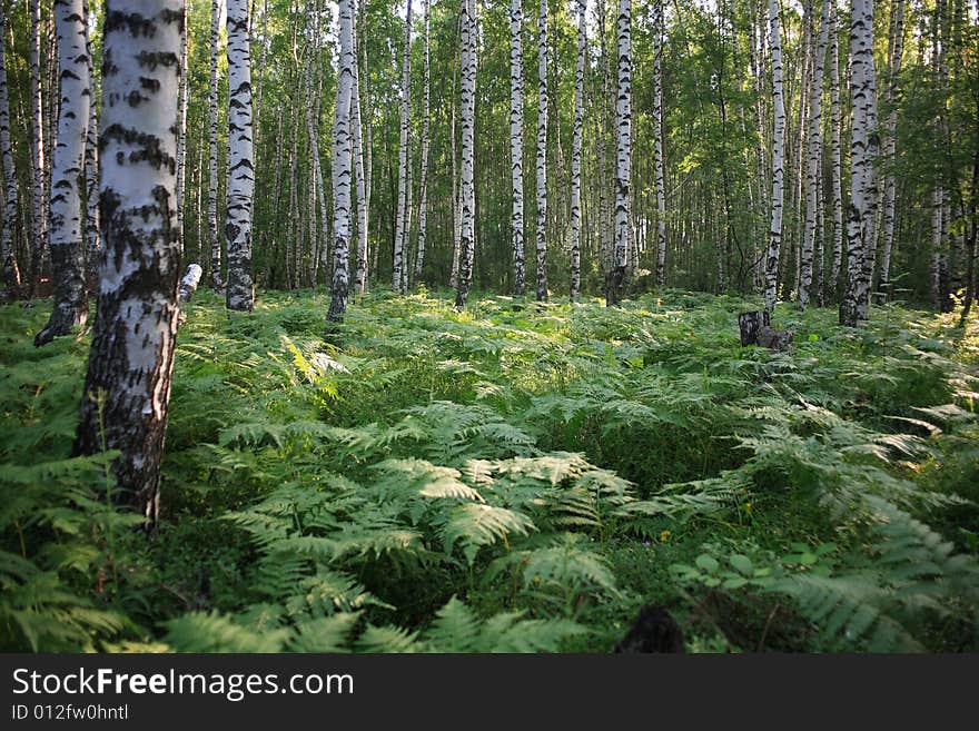 Trees, green grass and solar patches of light. Trees, green grass and solar patches of light