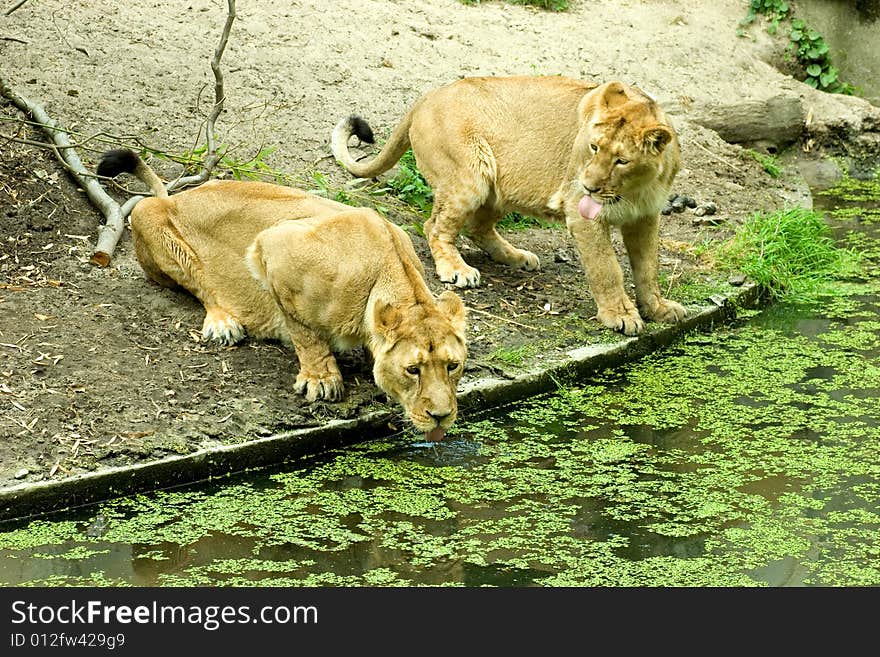 Lionesses sitting on the waterfront and drinking. Lionesses sitting on the waterfront and drinking