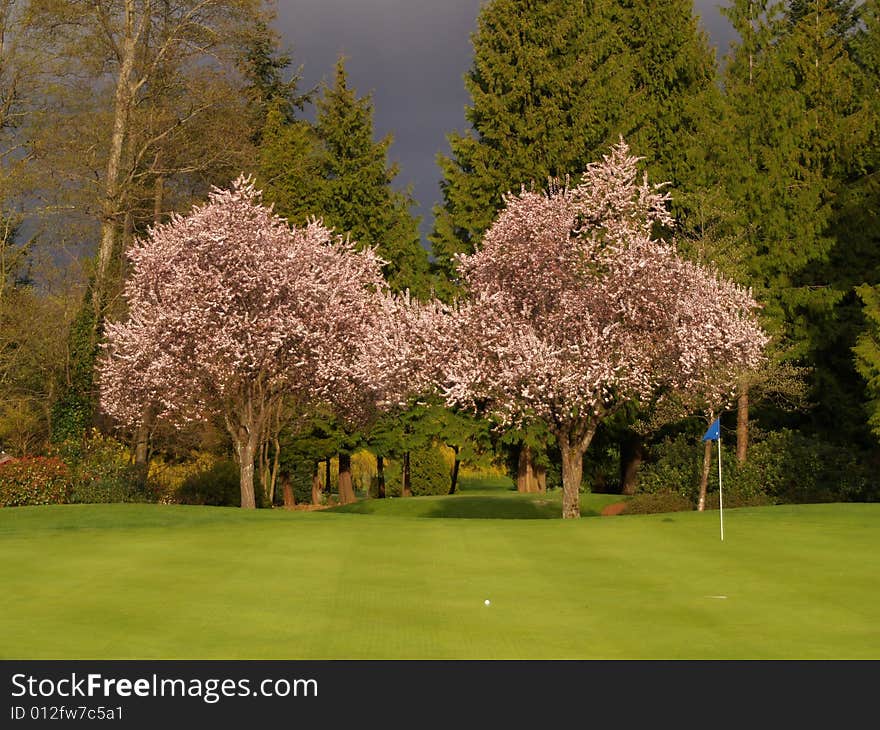 Beautiful cherry trees on a golf course. Beautiful cherry trees on a golf course.