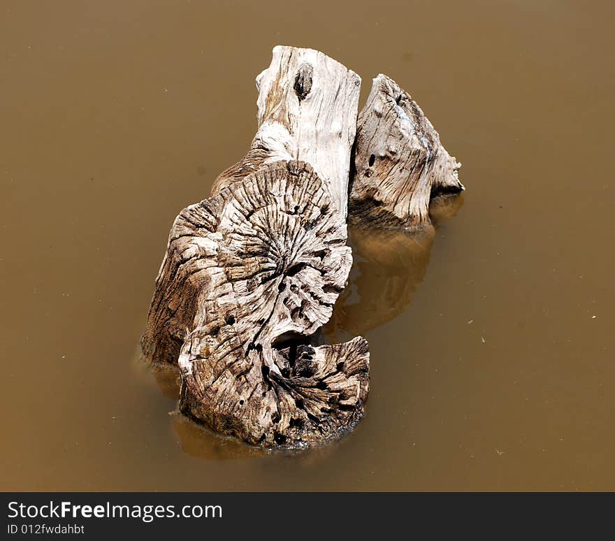 The log in the water