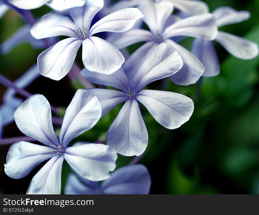 blue flowers on the green background