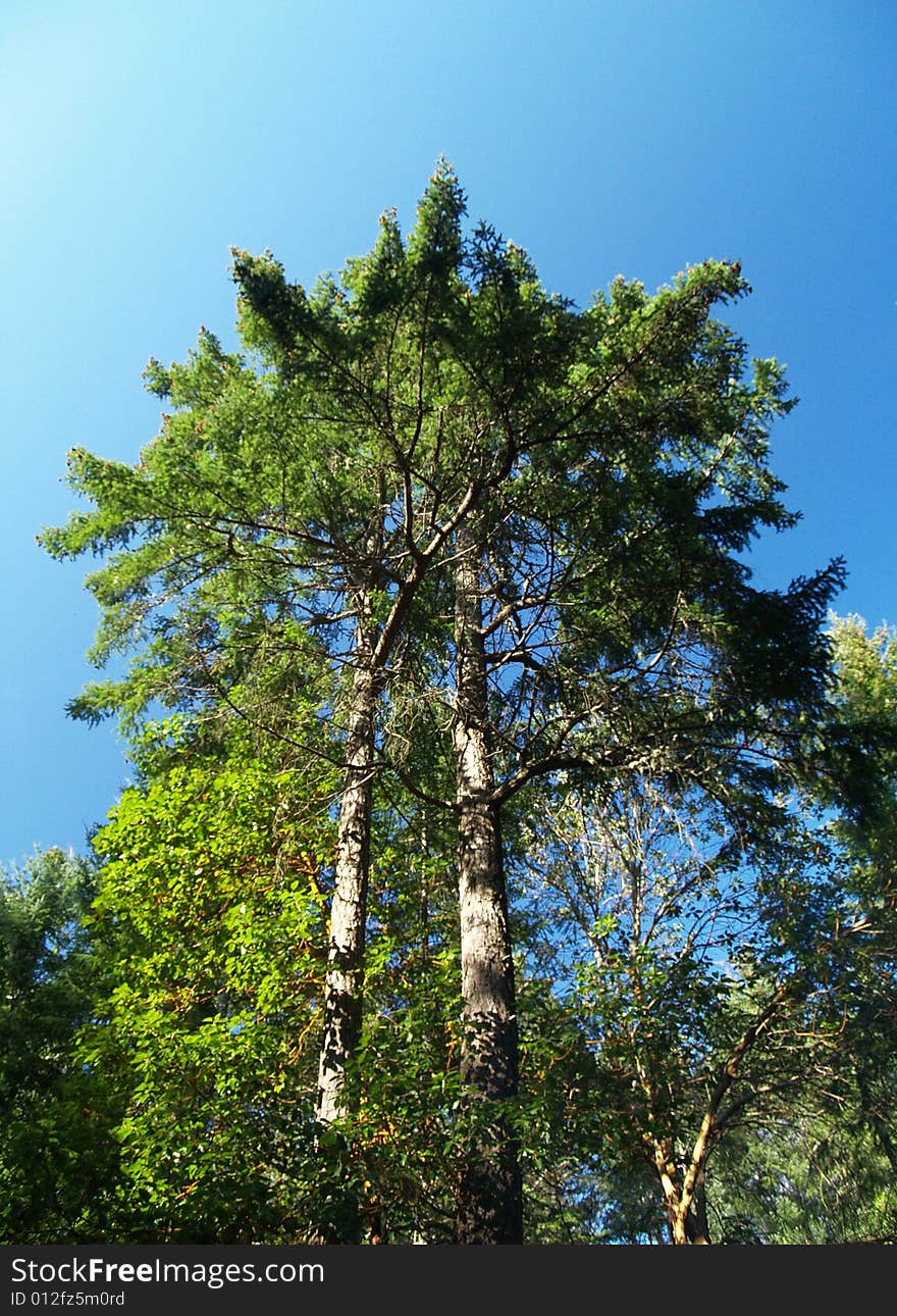 Trees stretching far above into the sky. Trees stretching far above into the sky.