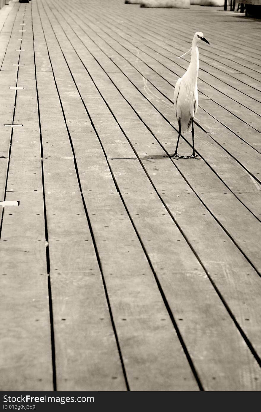 Strange looking bird walks down wooden plank. Strange looking bird walks down wooden plank.