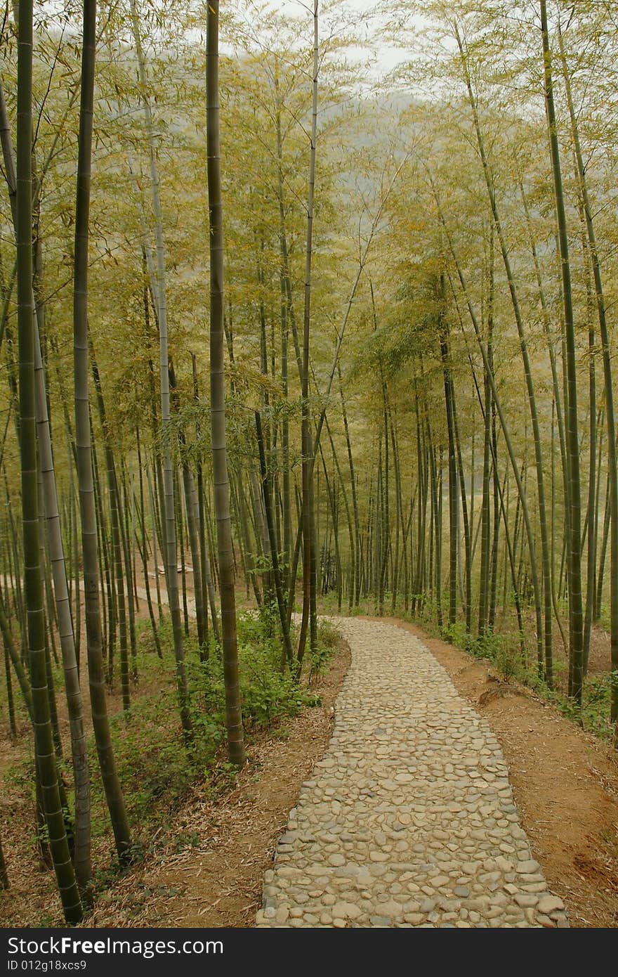 A alley in bamboo forest