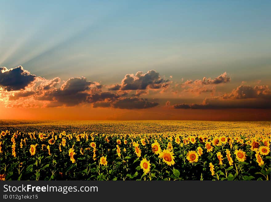 A field of sunflowers, in the south of Ukraine