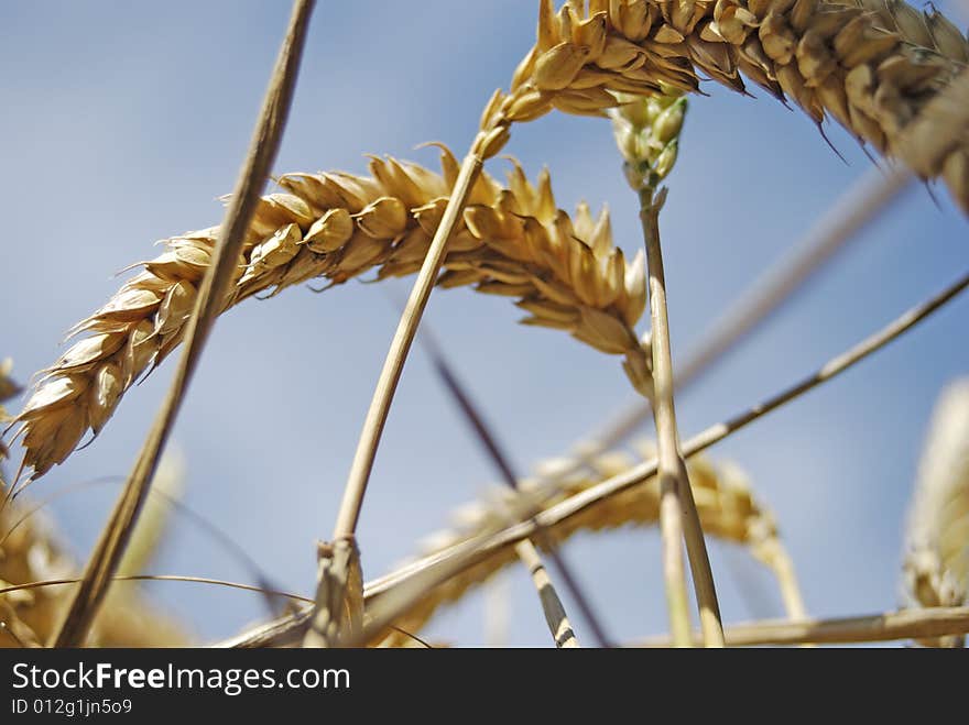 Grain With Blue Sky