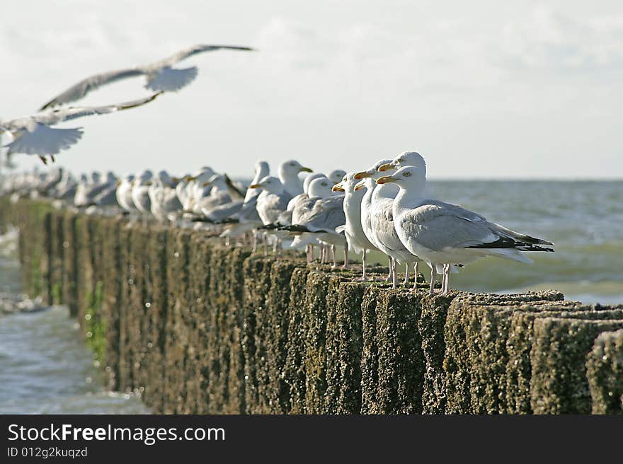 Lots of Albatross on the beach