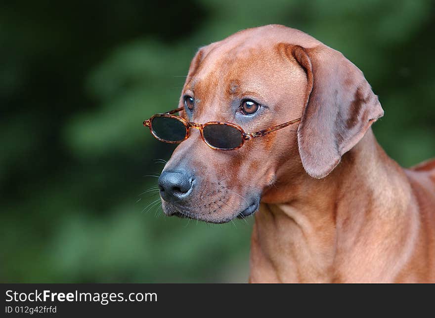 Rhodesian Ridgeback