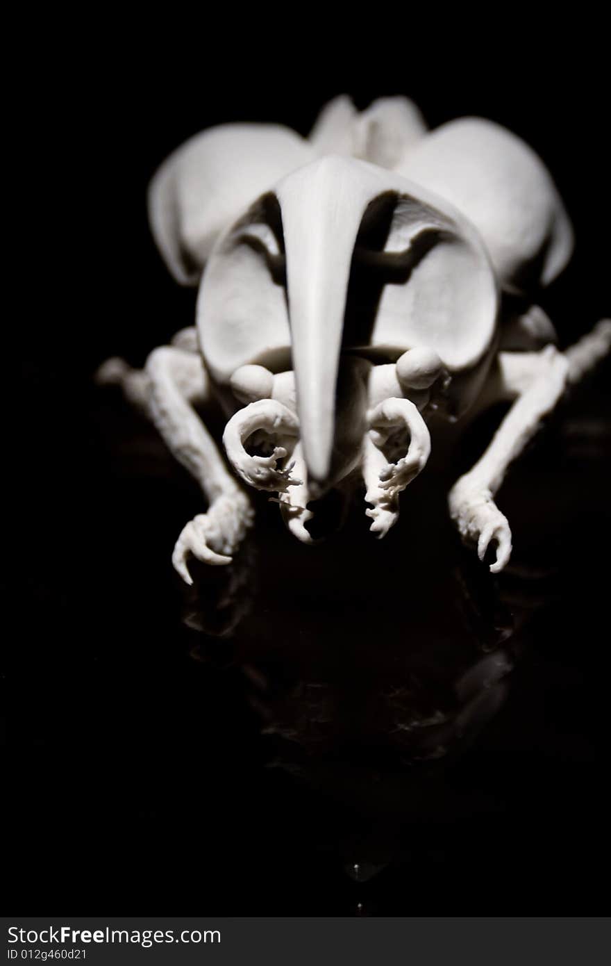 White insect isolated on black background. White insect isolated on black background