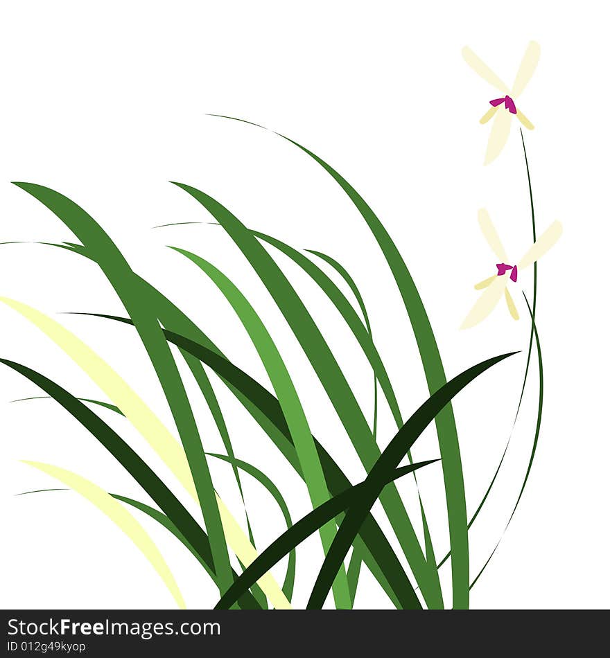 Orchid with their long leaves in white. Orchid with their long leaves in white