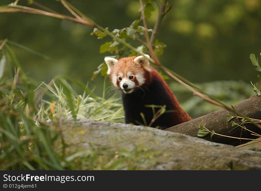 A little Panda sitting in a german zoo. A little Panda sitting in a german zoo