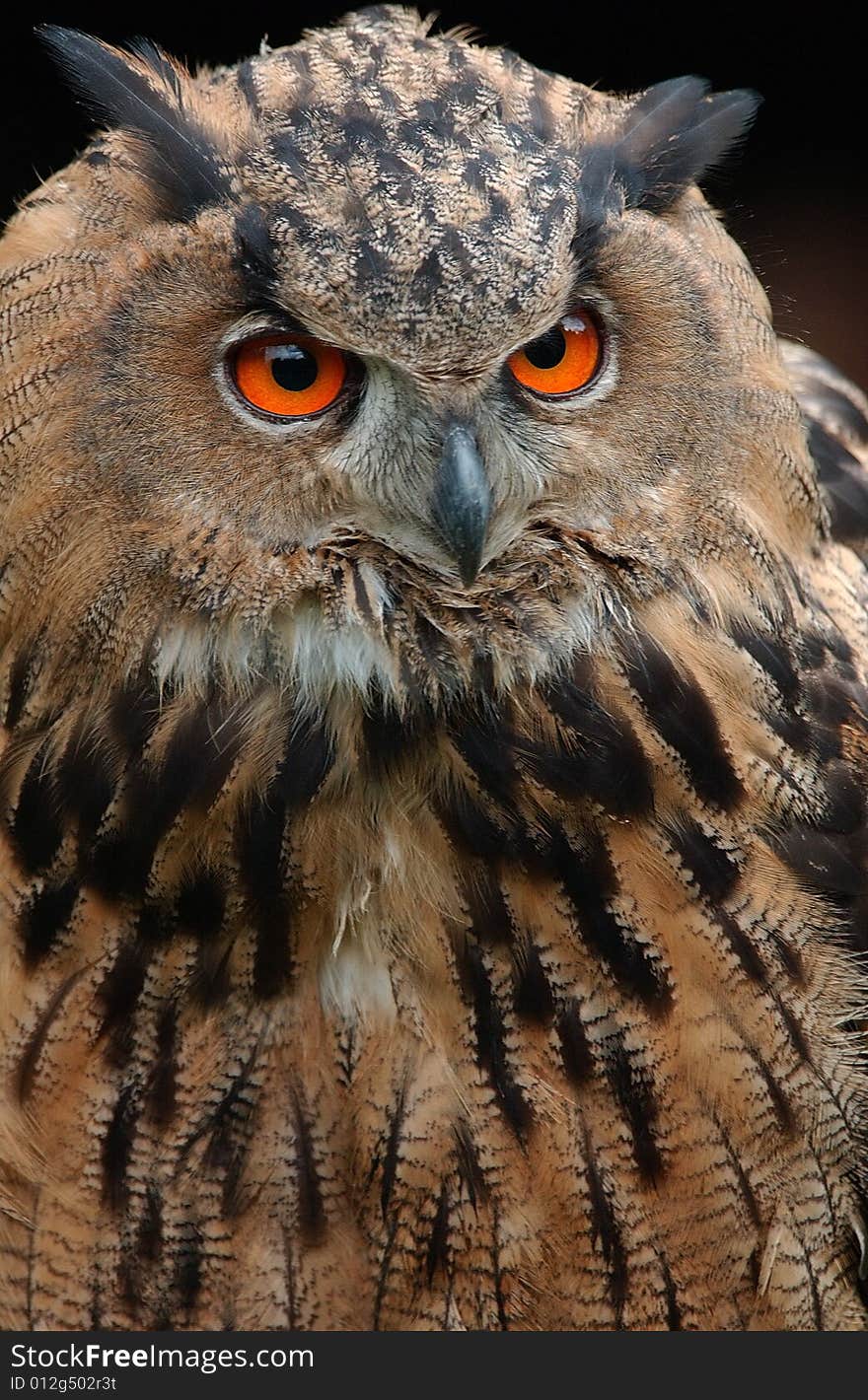 Eagle owl