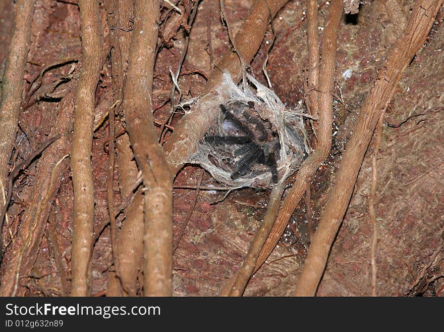 Blue tarantule in nest, photo from Borneo. Blue tarantule in nest, photo from Borneo.