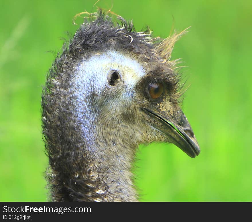 Portrait head shot of a Emu bird