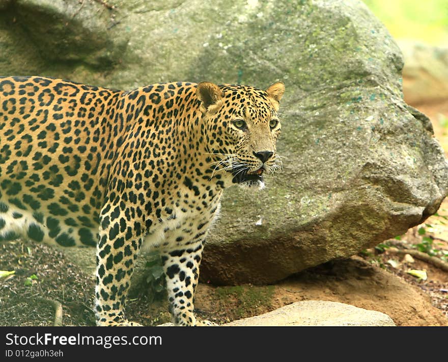 Leopard is looking, the charismatic face and ferocious eye