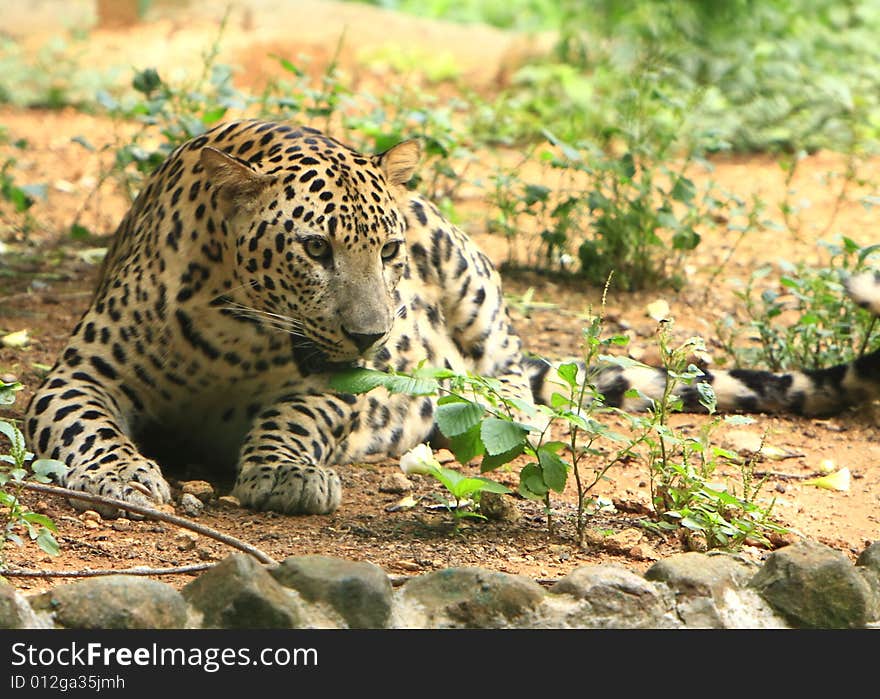 Leopard is looking, the charismatic face and ferocious eye