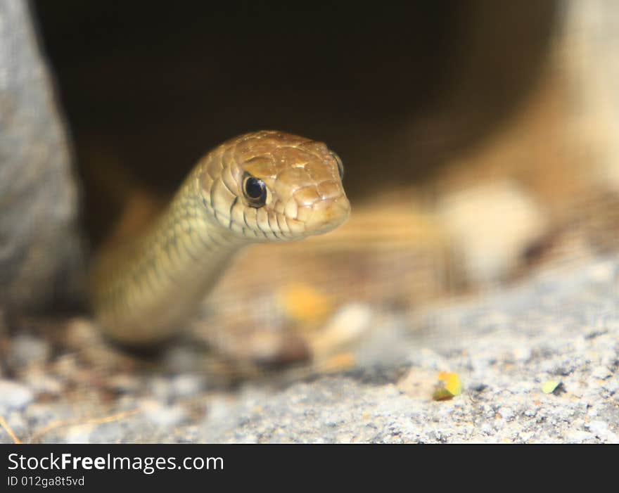 Snake was enjoying early afternoon winter sun; just out of its hole