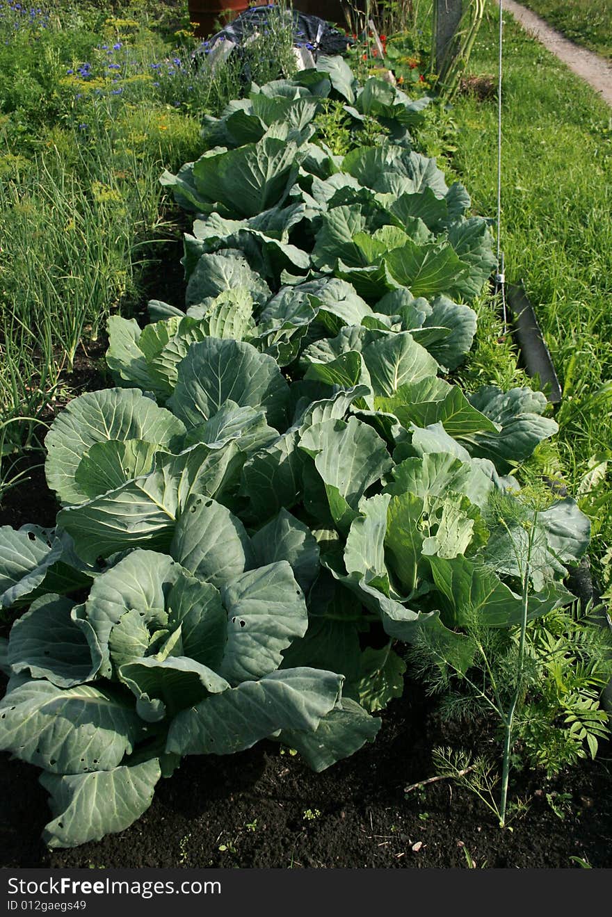 Cabbage growing on garden bed