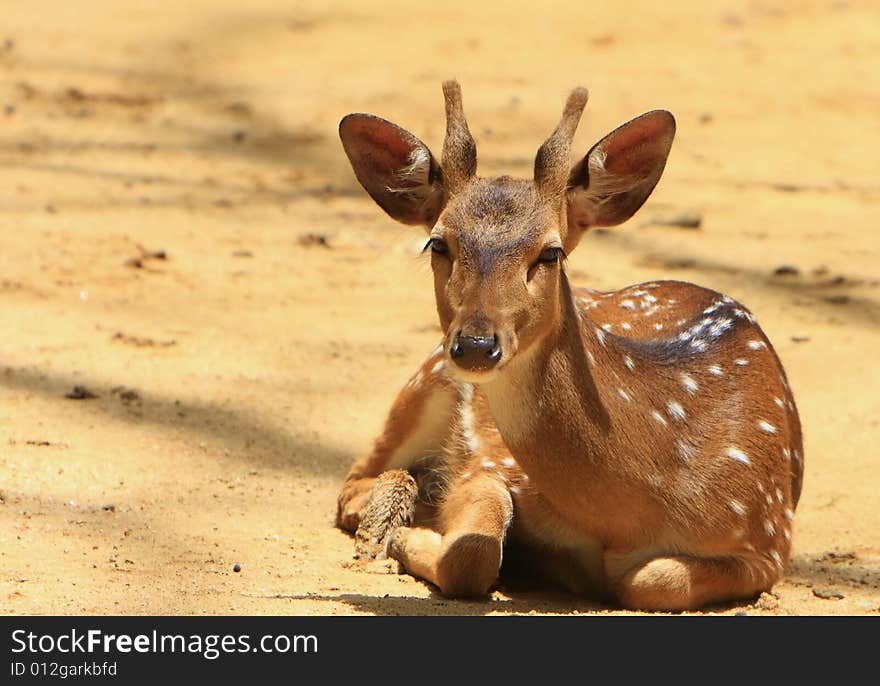 Spotted deer sitting and looked so innocent