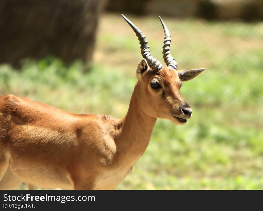 Blackbuck stroling around and looked at me when this Image is clicked. Blackbuck stroling around and looked at me when this Image is clicked