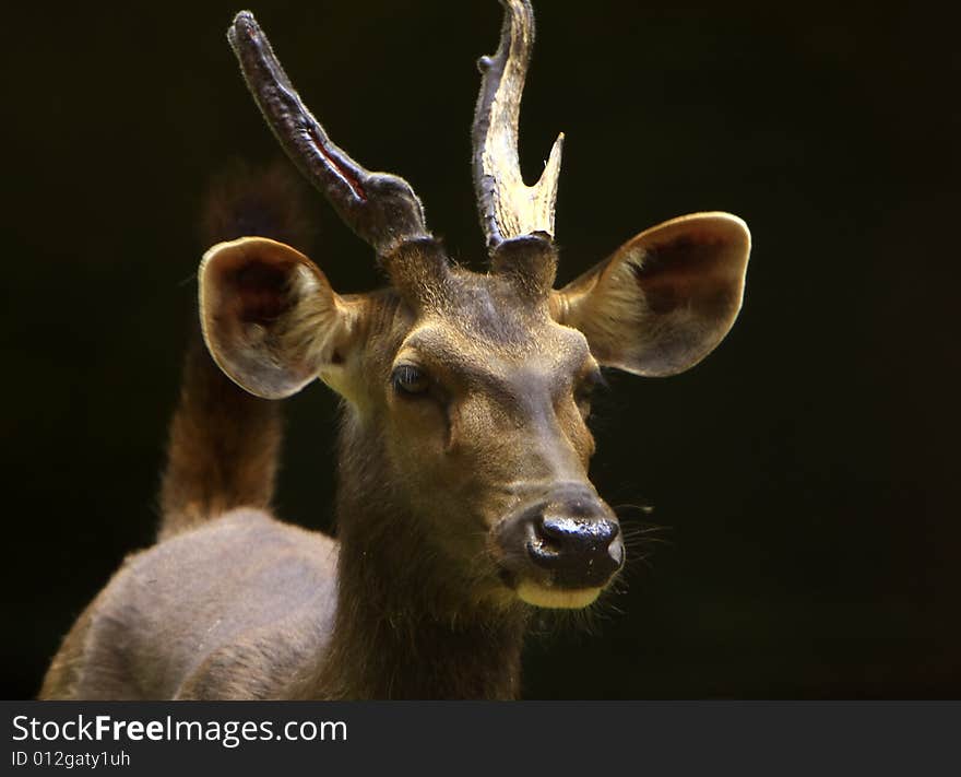 Blackbuck stroling around and looked at me when this Image is clicked