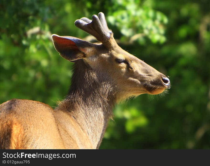 Blackbuck stroling around in golden afternoon