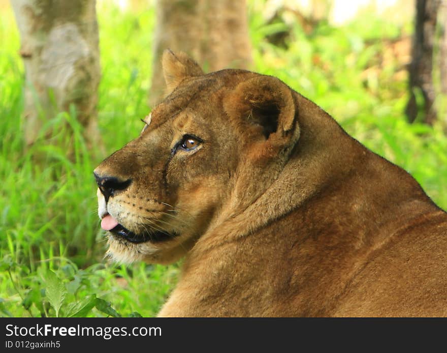 Lioness is looking in late afternoon, the gloden glow of sunlight enhanced glamour of the charismatic face