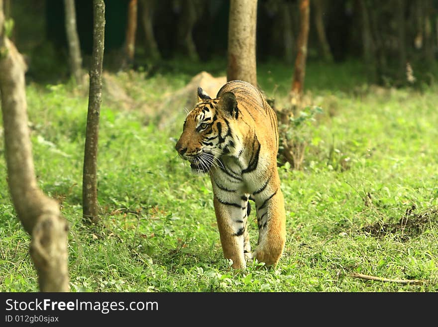 Tiger is in the meadow