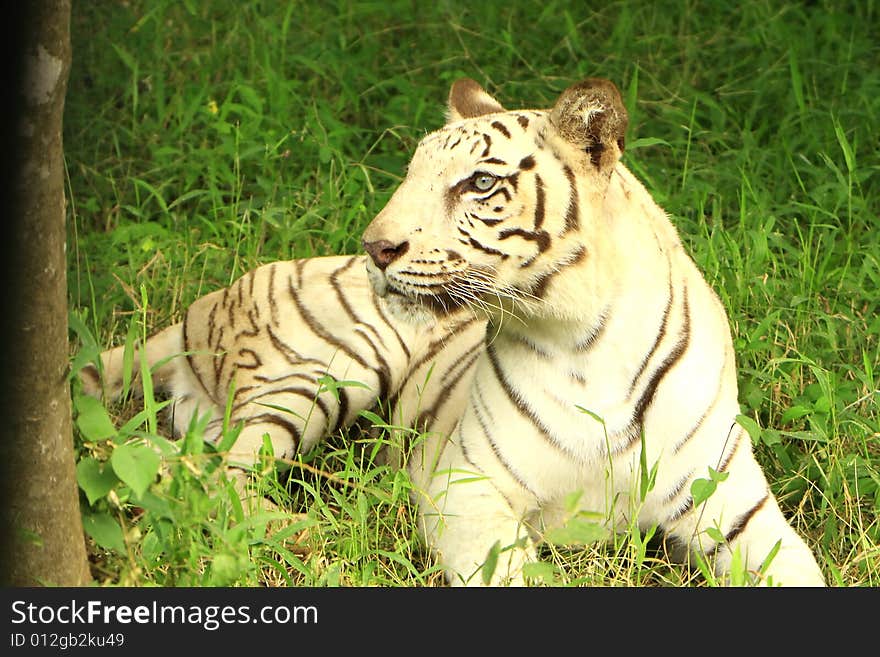 Siberian Tiger is in the meadow