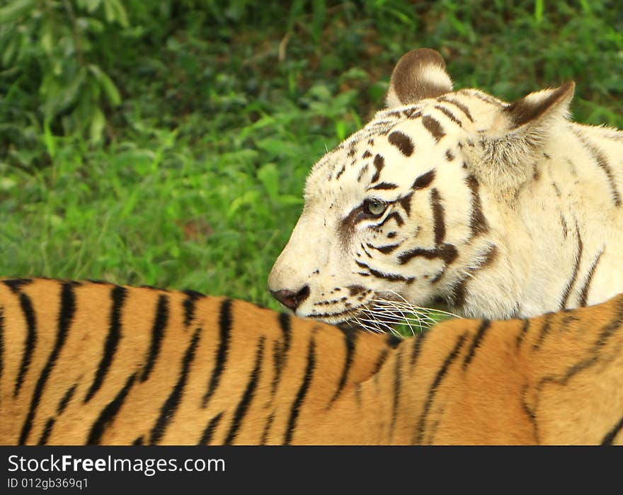 Siberian Tiger is in the meadow