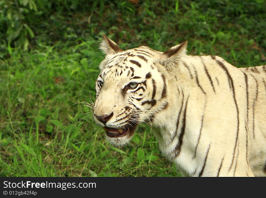 Siberian Tiger is in the meadow