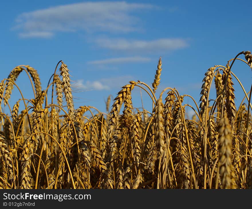 Golden wheat crops against blue sky. Golden wheat crops against blue sky