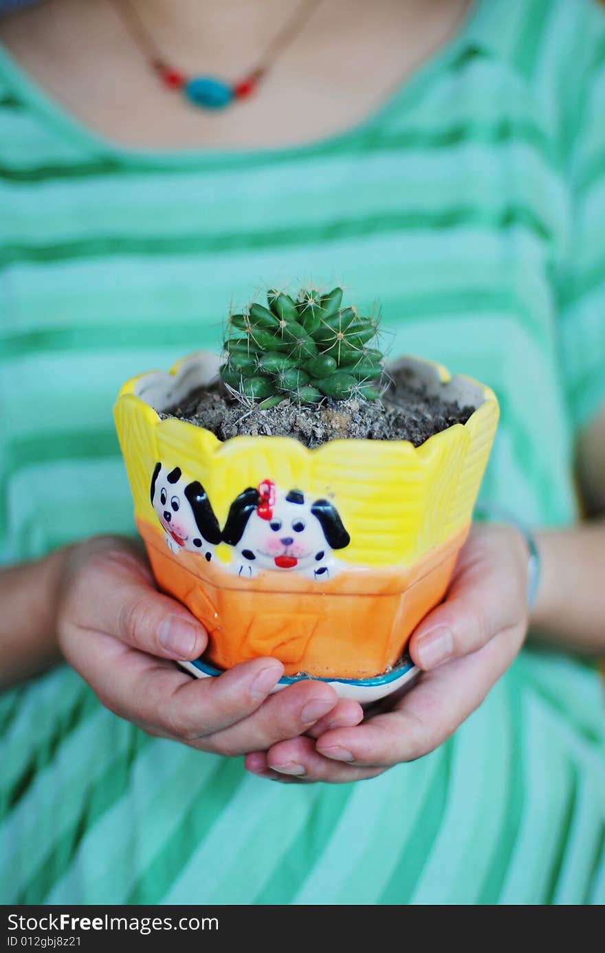 Thorny cactus in hands of a girl