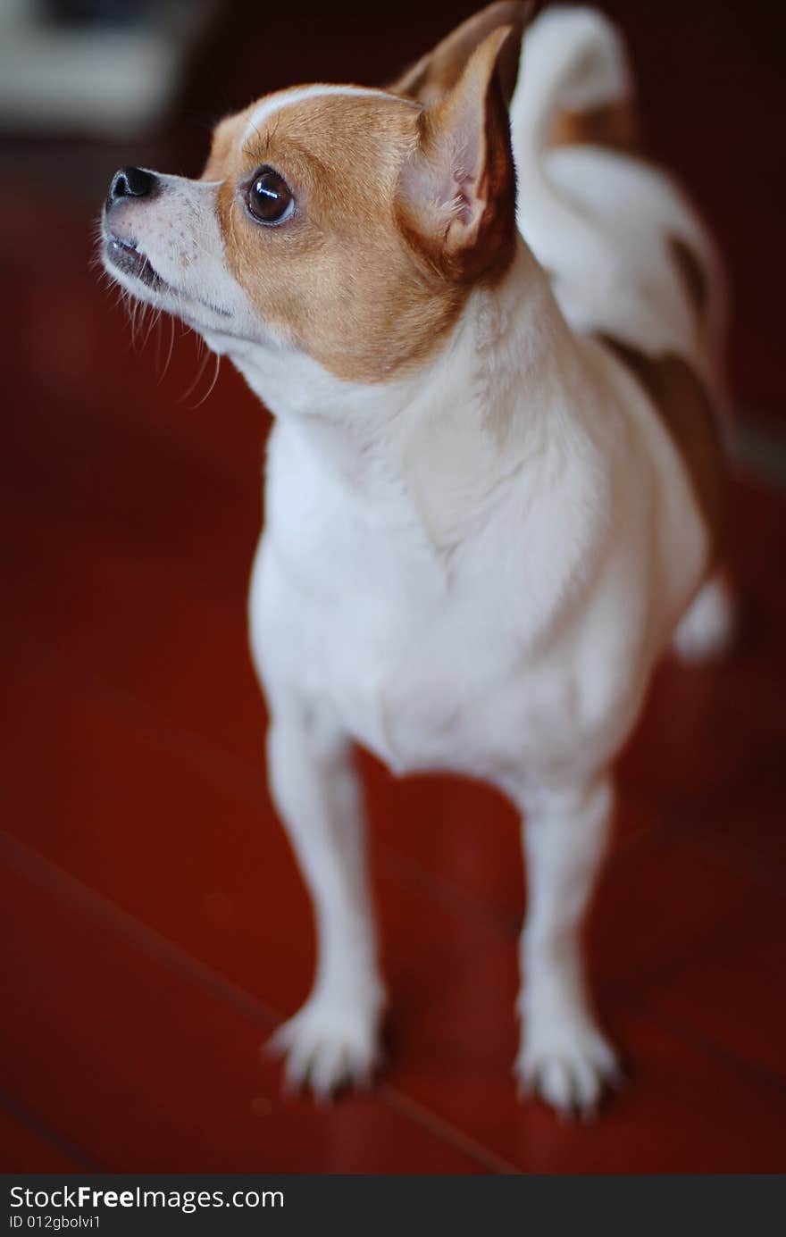 A Chihuahua dog with light eyes