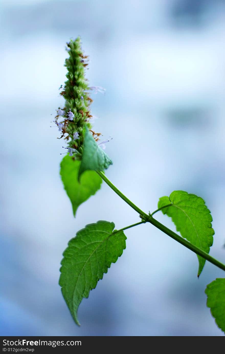 A branch of ageratum with leaves