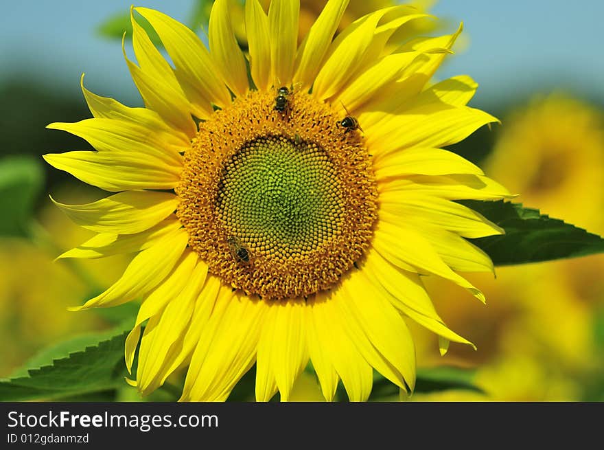 The sunflower in a field