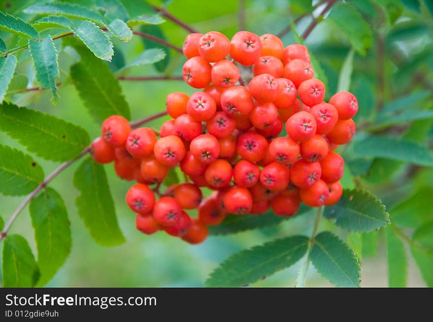 A bunch of berrys in august in england. A bunch of berrys in august in england