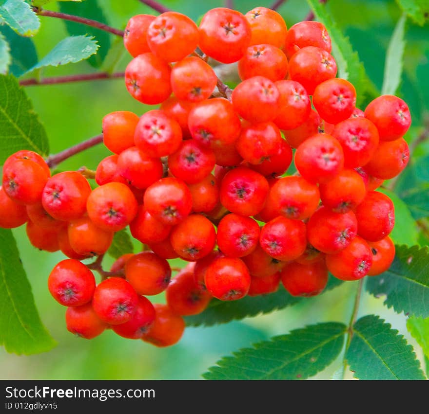 A bunch of berrys in august in england. A bunch of berrys in august in england