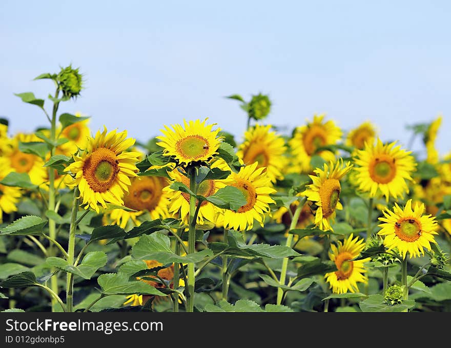 Sunflowers in a field on a sunny day.