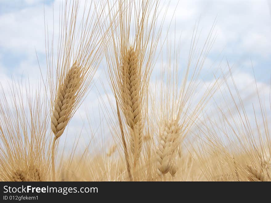 Wheat ears on sky background.