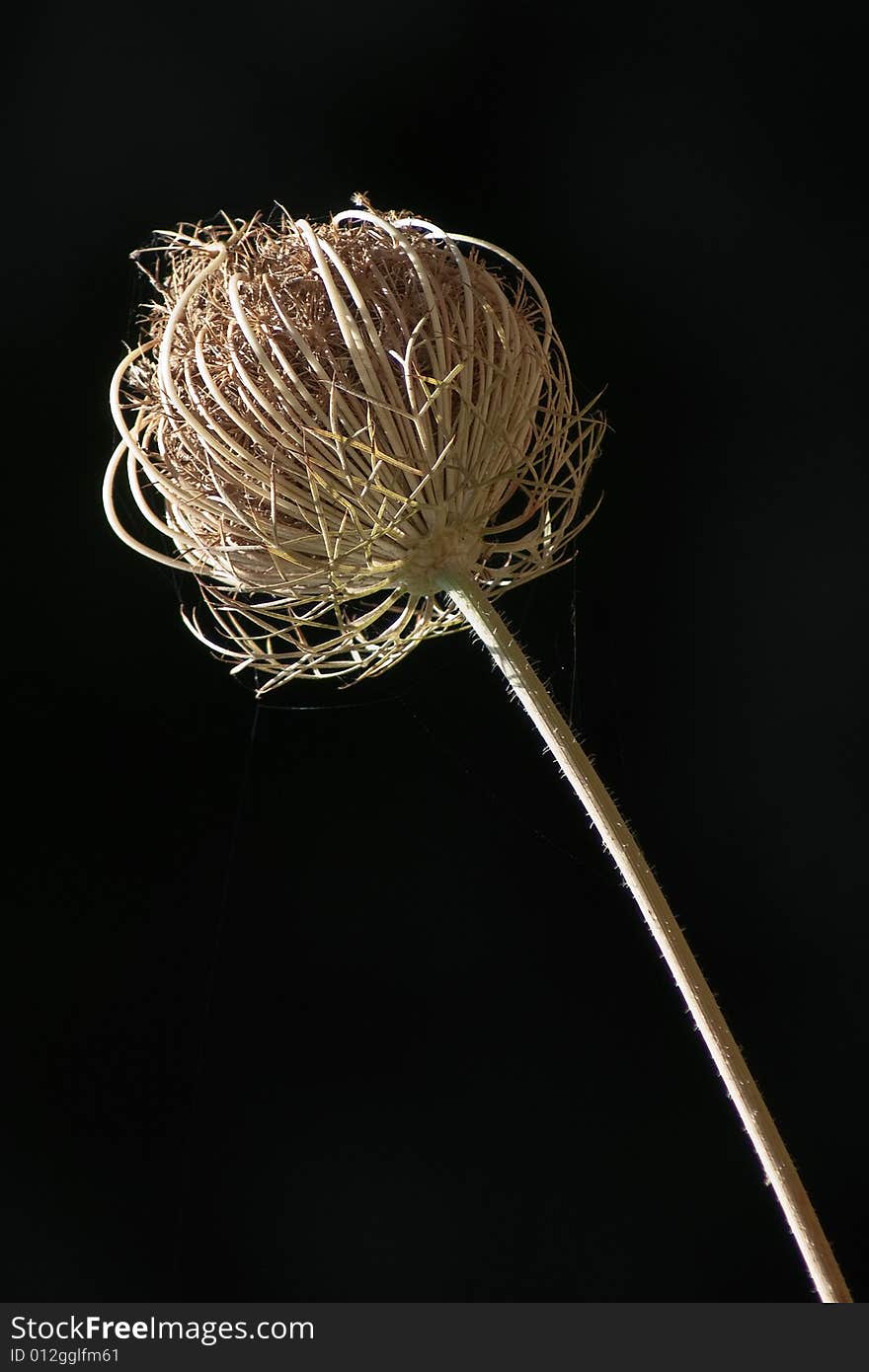 Dry flower on black background