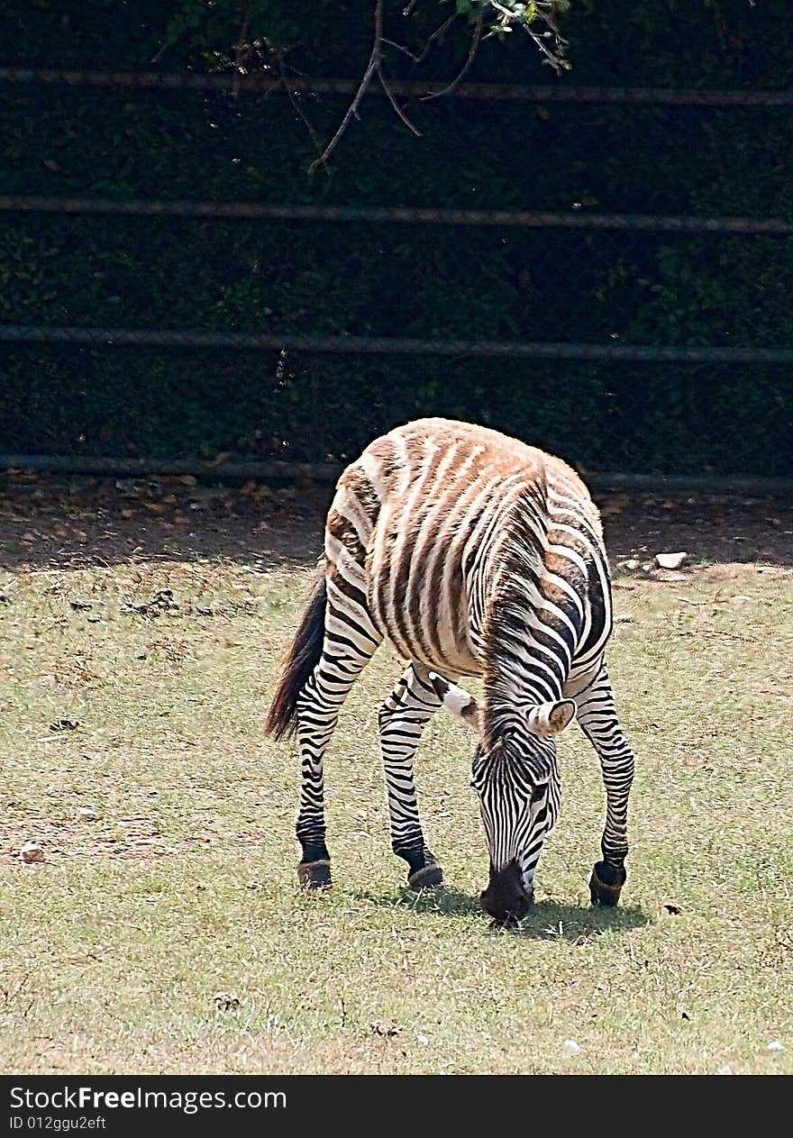 Photo of grazing young zebra illuminated by warm evening sky