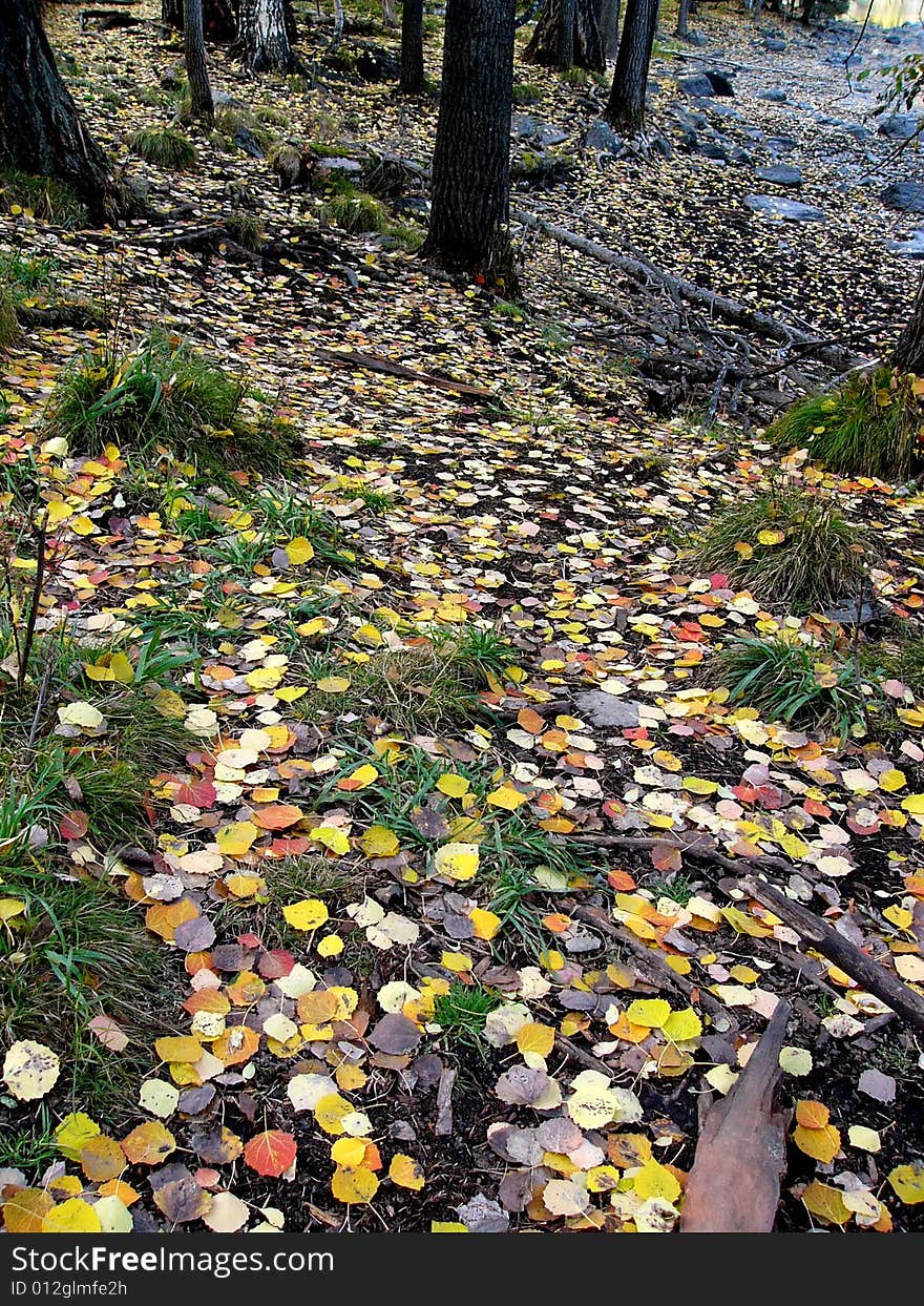 Colorful defoliation leaves on the path of forest. Colorful defoliation leaves on the path of forest