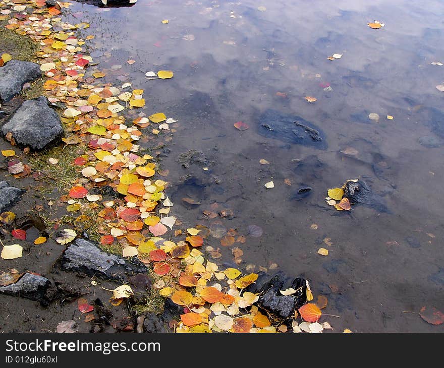 Colorful defoliation leaves on the riverside. Colorful defoliation leaves on the riverside.