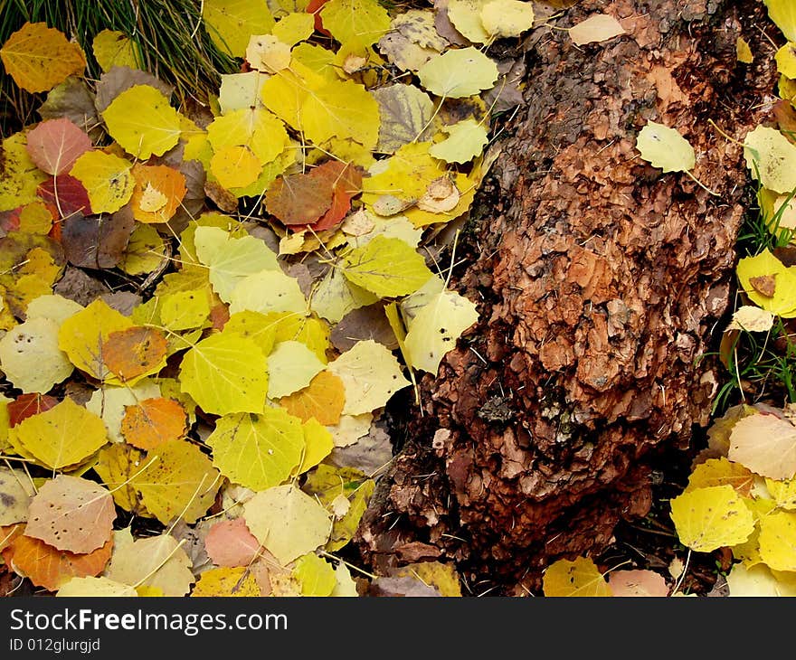 Colorful defoliation leaves on the ground. Colorful defoliation leaves on the ground