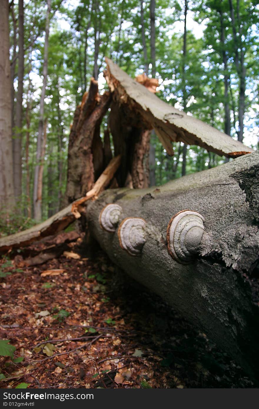 Polyporus