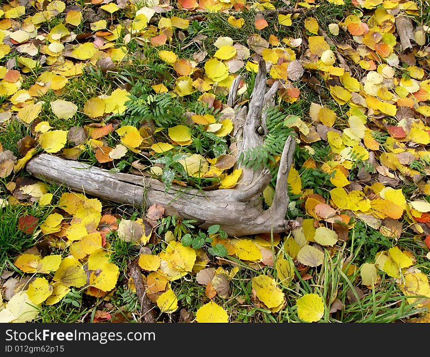 Colorful defoliation leaves on the ground of the forest. Colorful defoliation leaves on the ground of the forest