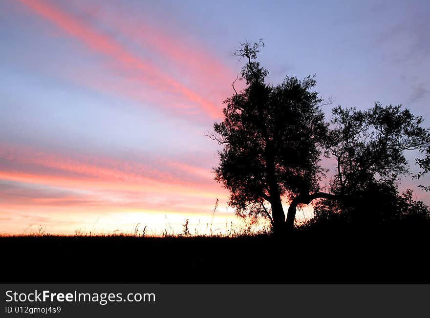 Bush on the sunset