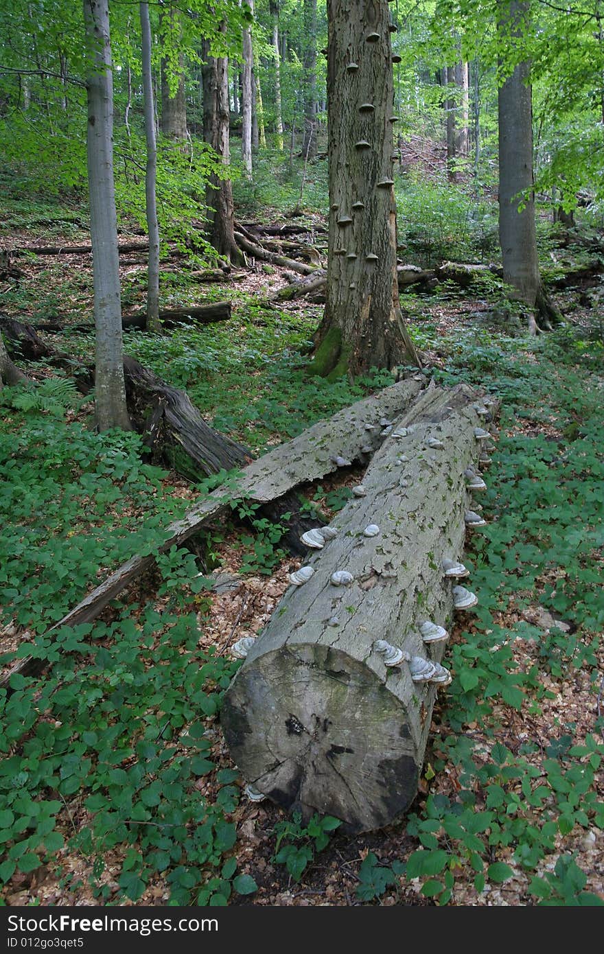 Beech tree covered by polyporus